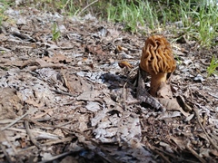 Morchella populiphila