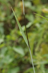 Tranzscheliella hypodytes