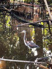 Egretta tricolor image