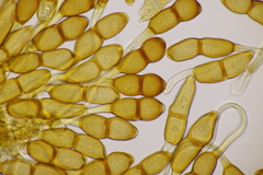 Puccinia phragmitis