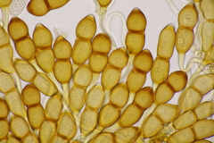 Puccinia phragmitis