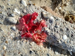 Metacallophyllis laciniata