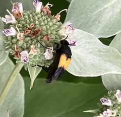 Macrosiagon dimidiata