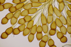 Puccinia phragmitis
