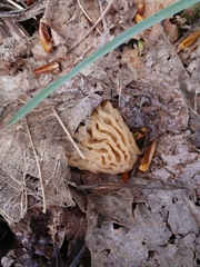 Morchella populiphila