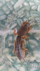 Gryllotalpa gryllotalpa