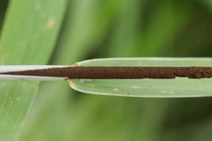 Tranzscheliella hypodytes