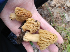 Morchella populiphila