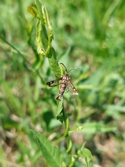 Pyropteron triannuliformis