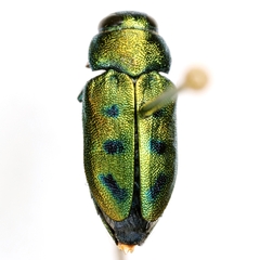 Knowltonia atrifasciata