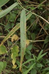 Puccinia phragmitis