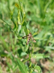Pyropteron triannuliformis
