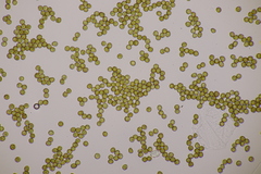 Tranzscheliella hypodytes