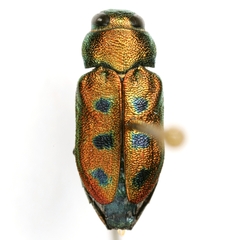 Knowltonia atrifasciata