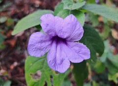 Ruellia spectabilis