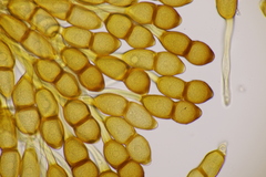 Puccinia phragmitis