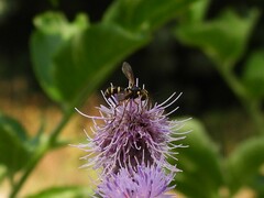 Conops quadrifasciatus