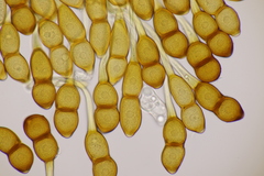 Puccinia phragmitis