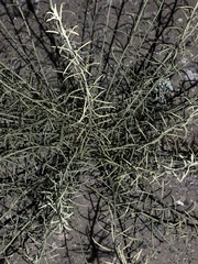 Adolphia californica