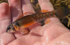 Etheostoma variatum
