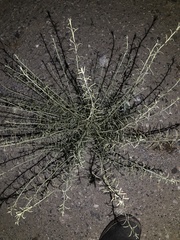 Adolphia californica