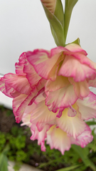 Gladiolus × hortulanus