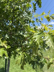 Quercus rubra