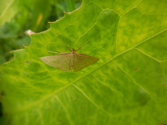 Psammotis pulveralis