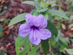 Ruellia spectabilis
