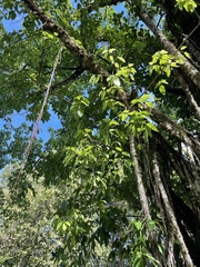 Ficus prolixa