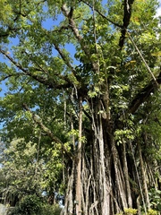 Ficus prolixa