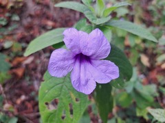 Ruellia spectabilis