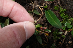 Stellaria umbellata