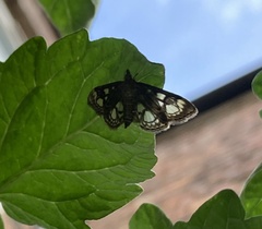 Anania coronata