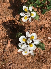 Moraea falcifolia
