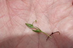 Stellaria umbellata