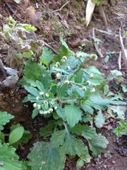 Dichrocephala integrifolia