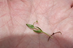 Stellaria umbellata