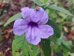 Ruellia spectabilis