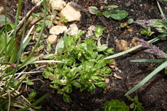 Stellaria umbellata