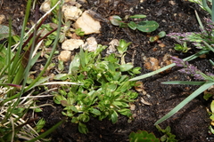 Stellaria umbellata
