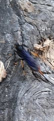Urocerus cressoni