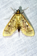 Herpetogramma thestealis