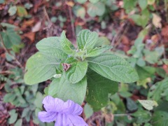 Ruellia spectabilis