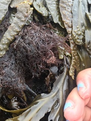 Microcladia borealis