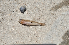 Etheostoma spectabile