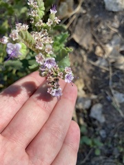 Phacelia integrifolia