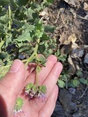 Phacelia integrifolia