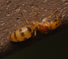 Gesomyrmex howardi