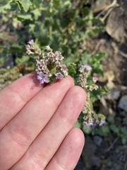 Phacelia integrifolia